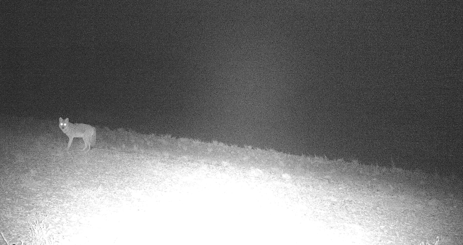 Gunnison Island, the Great Salt Lake, Utah. Invasive coyote, introduced predator, microecosystem, ecology, pelican roosting site