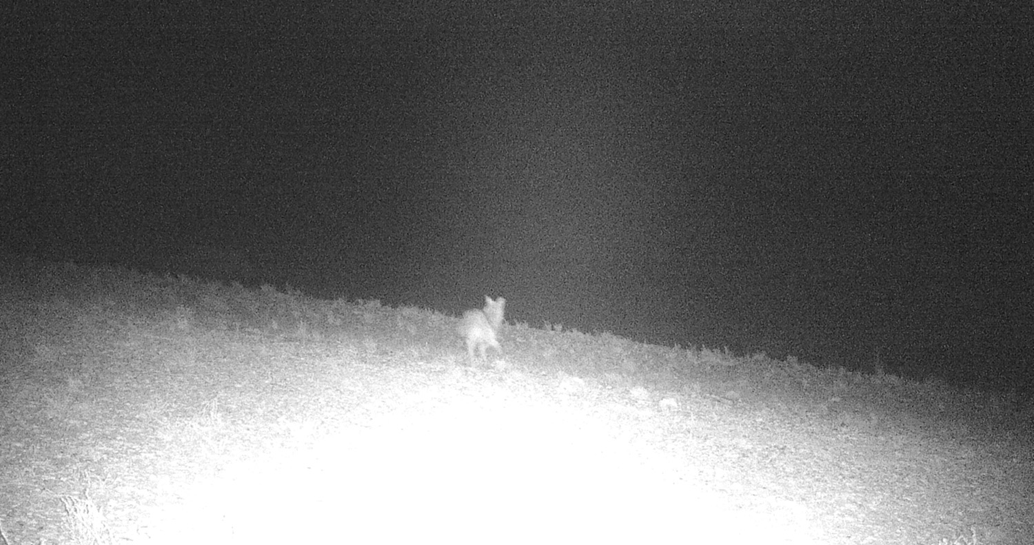 Gunnison Island, the Great Salt Lake, Utah. Invasive coyote, introduced predator, microecosystem, ecology, pelican roosting site