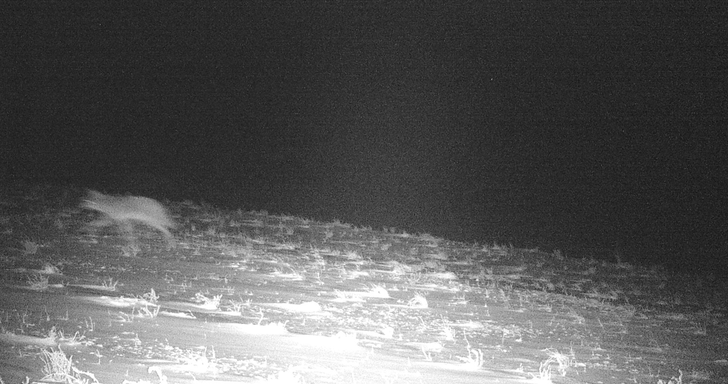 Gunnison Island, the Great Salt Lake, Utah. Invasive coyote, introduced predator, microecosystem, ecology, pelican roosting site