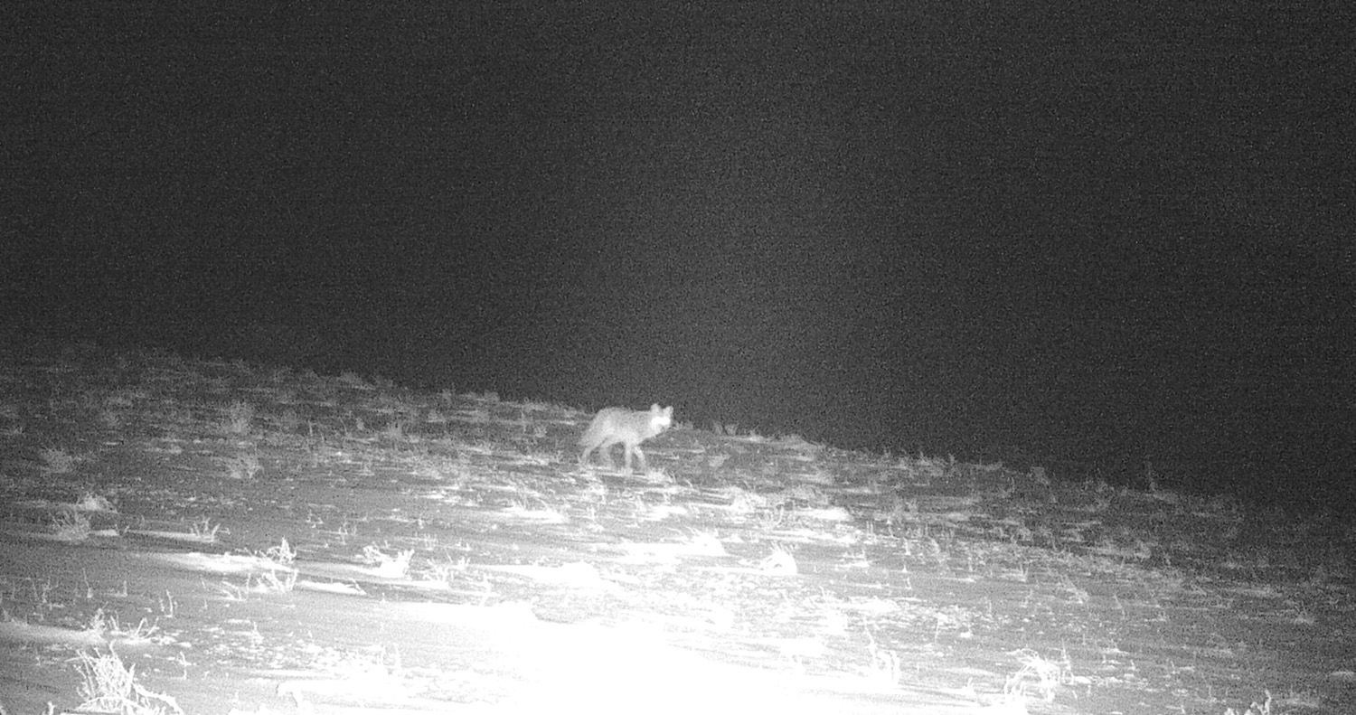 Gunnison Island, the Great Salt Lake, Utah. Invasive coyote, introduced predator, microecosystem, ecology, pelican roosting site