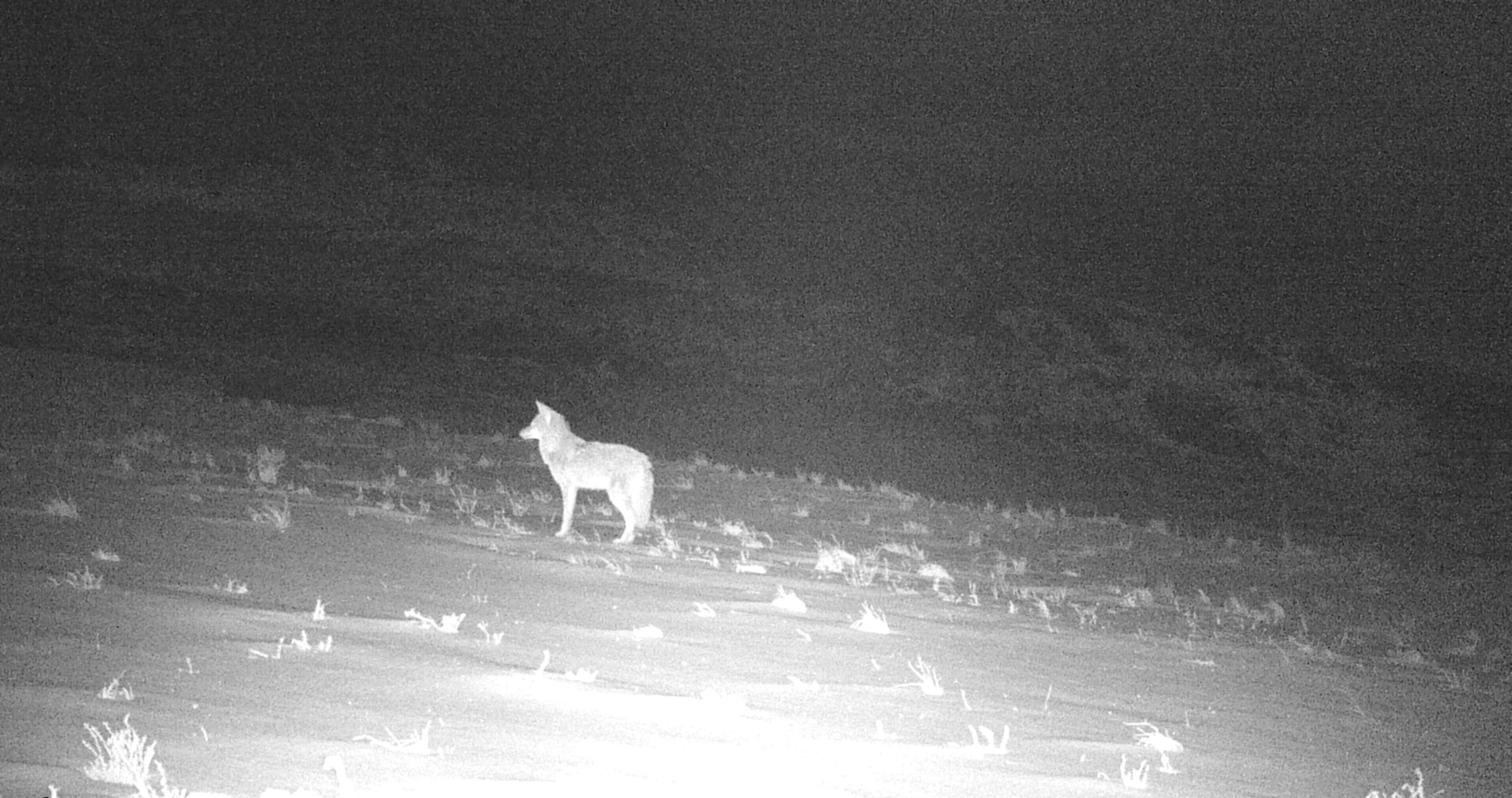 Gunnison Island, the Great Salt Lake, Utah. Invasive coyote, introduced predator, microecosystem, ecology, pelican roosting site