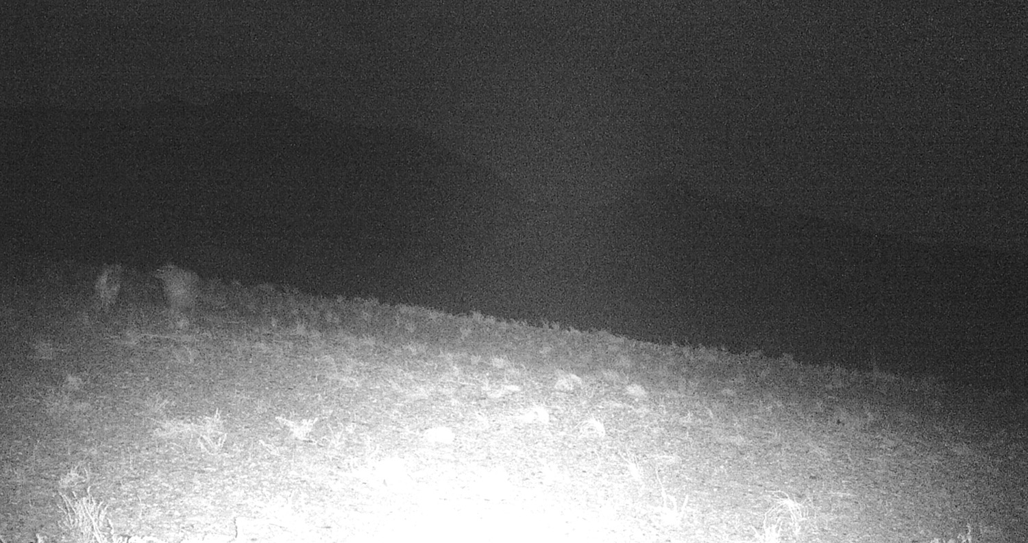 Gunnison Island, the Great Salt Lake, Utah. Invasive coyote, introduced predator, microecosystem, ecology, pelican roosting site