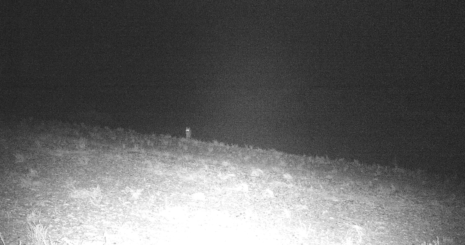 Gunnison Island, the Great Salt Lake, Utah. Invasive coyote, introduced predator, microecosystem, ecology, pelican roosting site