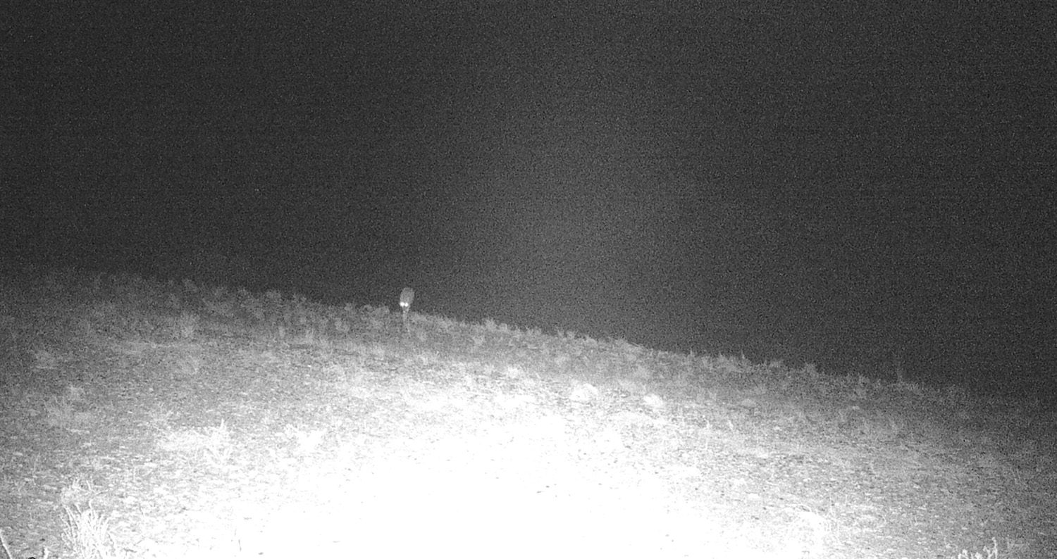 Gunnison Island, the Great Salt Lake, Utah. Invasive coyote, introduced predator, microecosystem, ecology, pelican roosting site